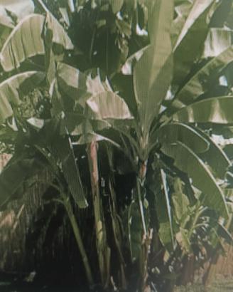 pianta banano da giardino