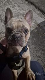 Bulldog Francese maschio