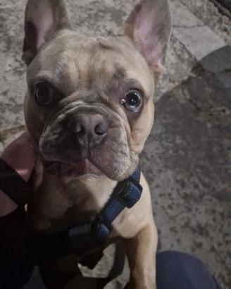 Bulldog Francese maschio