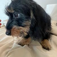 Cucciolo BASSOTTO PELO DURO