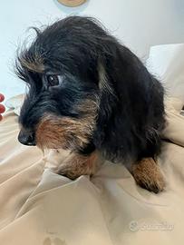 Cucciolo BASSOTTO PELO DURO