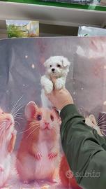 Cuccioli di maltese mini Toy