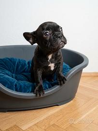 Cucciolo di bulldog francese