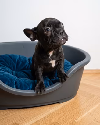Cucciolo di bulldog francese