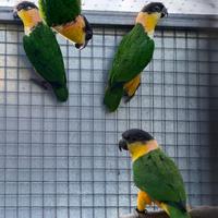 1-3 Caicchi testa nera