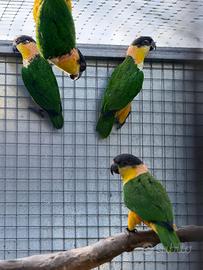 1-3 Caicchi testa nera