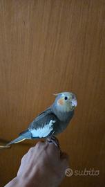 calopsitta 