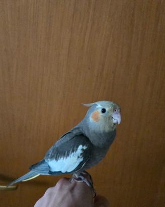 calopsitta 