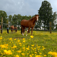 Cavallo