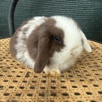Coniglio nano