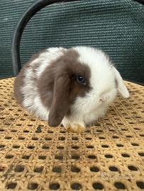 Coniglio nano