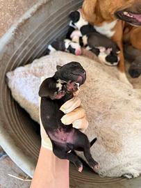 Cuccioli pitbull/amstaff