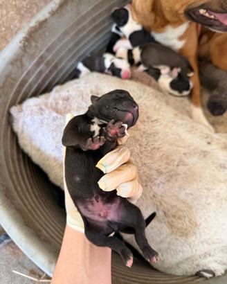 Cuccioli pitbull/amstaff