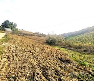 TERRENO COLLINARE in zona VALDASO DI MONTEFIORE