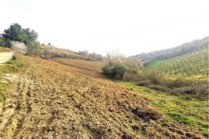 TERRENO COLLINARE in zona VALDASO DI MONTEFIORE