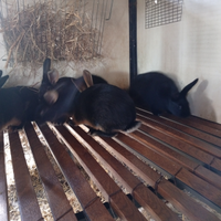 Conigli lepre belga focate