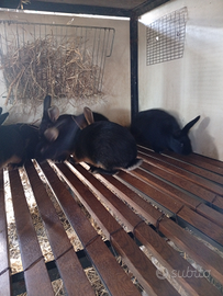 Conigli lepre belga focate