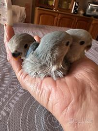 Inseparabili serie blu è ancestrale opalino