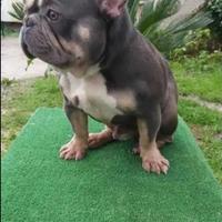 Bulldog francese adulti