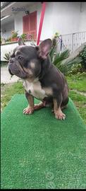 Bulldog francese adulti