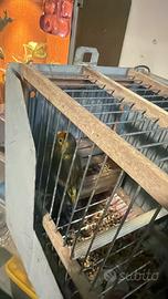 Incardellato Maschio