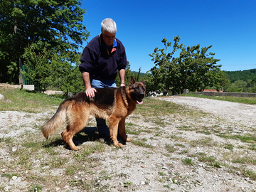 Pastore Tedesco Stallone