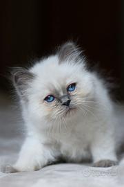 Cuccioli gatto Sacro di Birmania