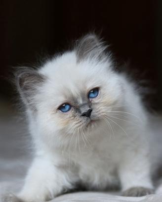 Cuccioli gatto Sacro di Birmania