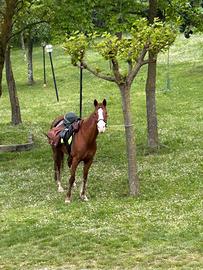 cavalla incrocio anglo arabo per appaloosa