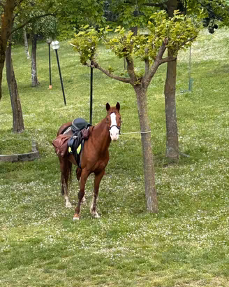 cavalla incrocio anglo arabo per appaloosa