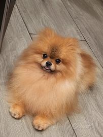 Spitz tedesco Pomerania