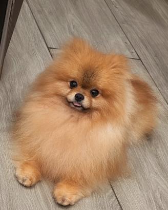Spitz tedesco Pomerania