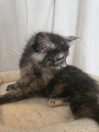 Stupendi Gattini Maine Coon