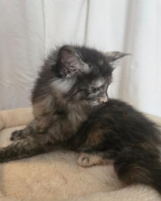 Stupendi Gattini Maine Coon