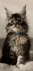 Cuccioli maine coon