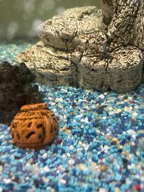 Ancistrus