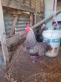 Gallo giovane