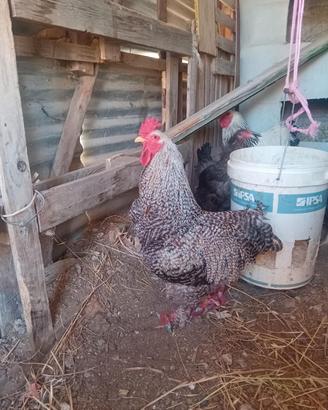 Gallo giovane