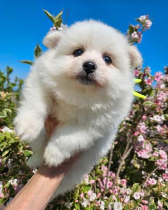 Cuccioli di volpino italiano