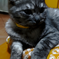British Smoke Shaded Chinchilla'