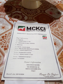 American Pitbull terrier