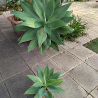 agave diverse dimensioni 