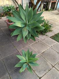 agave diverse dimensioni 