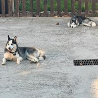 Siberian Husky 1 anno