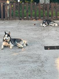 Siberian Husky 1 anno