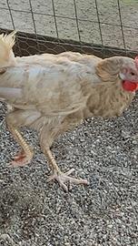 Galline Grandi Miste