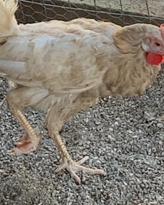 Galline Grandi Miste