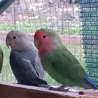 Coppia di inseparabili roseicollis