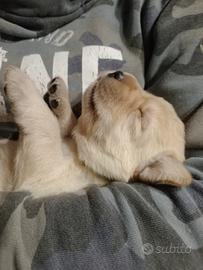 Cuccioli neri e gialli di Labrador con Pedigree