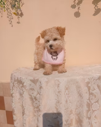 Maltipoo